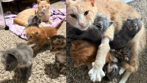 Illustration : "Une chatte ayant perdu ses petits à la naissance retrouve le sourire en se voyant confier les chatons d’une autre jeune maman"