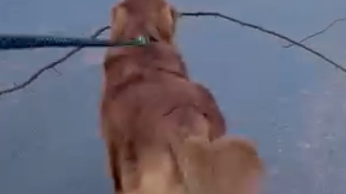 Illustration : "Un Golden Retriever passionné de bâtons se joint à une équipe d’élagage d’arbres et répand sa bonne humeur (vidéo)"