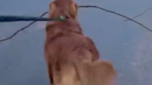 Illustration : "Un Golden Retriever passionné de bâtons se joint à une équipe d’élagage d’arbres et répand sa bonne humeur (vidéo)"