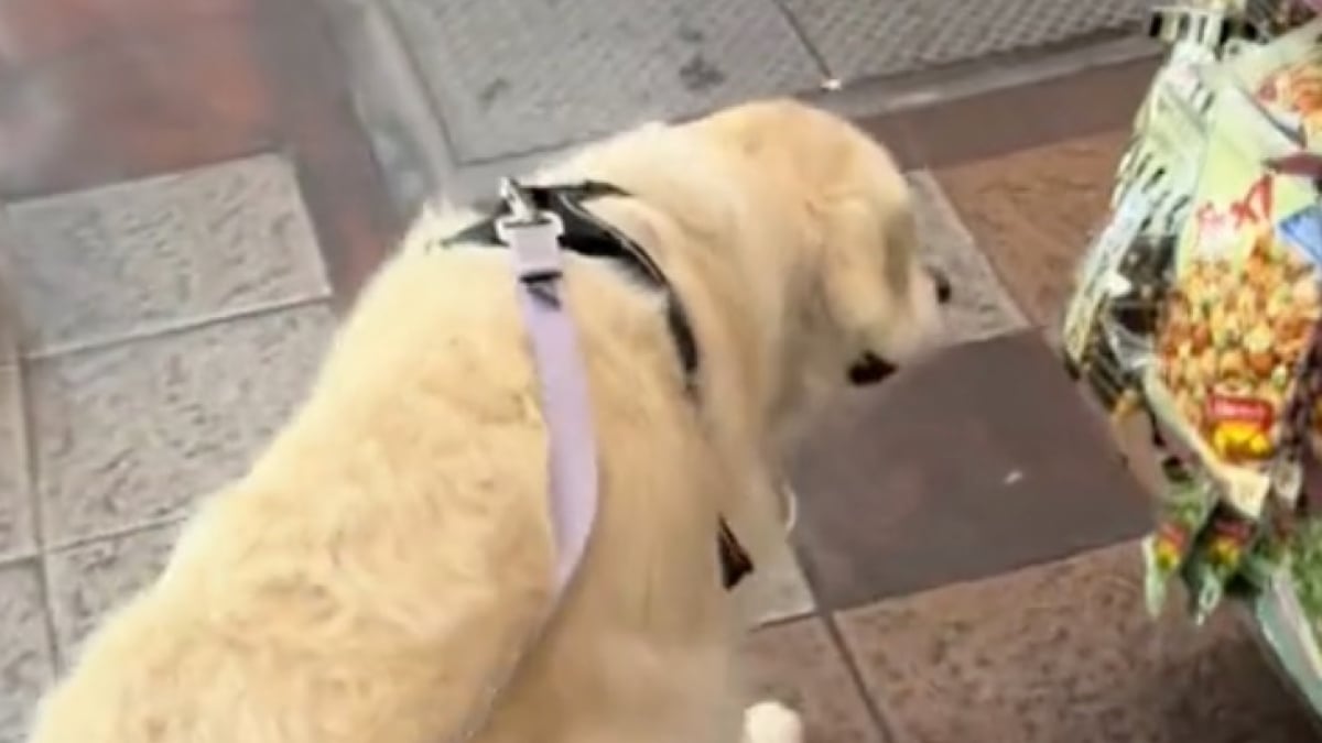 Illustration : "Un simple arrêt à l'épicerie devient le théâtre d’un coup de foudre adorable entre un chien et un chat (vidéo)"