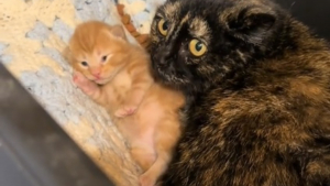 Illustration : "Découvrant dans son garage une maman chat terrifiée et ses 3 petits, une âme bienveillante s'assure qu'ils ne manquent de rien (vidéo)"