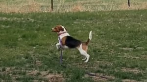 Illustration : "Pour la première fois de sa vie, cette Beagle blessée par balles et abandonnée sur une autoroute se sent suffisamment en sécurité pour jouer (vidéo)"