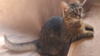 Illustration : Trouvé juste après un bombardement, ce chaton blessé et sans mère espère commencer une nouvelle vie dans un foyer aimant