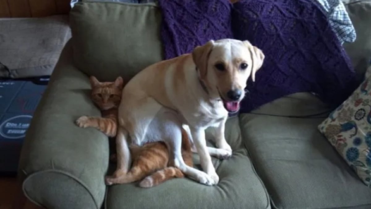 Illustration : "22 photos amusantes qui illustrent parfaitement l’amour “vache” entre les chiens et les chats"