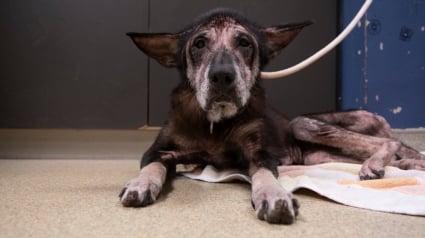 Illustration : Dévorée vivante par des milliers de puces, cette chienne âgée et négligée découvre enfin l’amour et se transforme complètement 