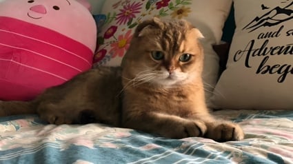 Illustration : Particulièrement fatigué, ce chat ordonne à sa maîtresse d’aller se coucher d’une façon bien surprenante (vidéo)