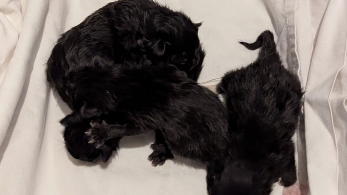 Illustration : "Découverts dans une poubelle, ces 4 chatons avaient encore leur cordon ombilical attaché"