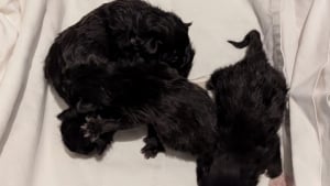 Illustration : "Découverts dans une poubelle, ces 4 chatons avaient encore leur cordon ombilical attaché"