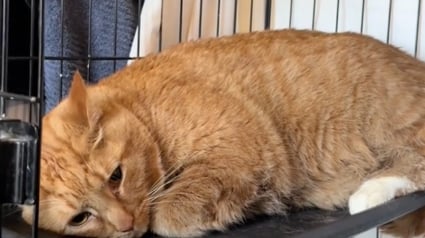 Illustration : Ce chat rejeté par sa famille car il était en surpoids s’apprête à découvrir sa nouvelle vie (vidéo)