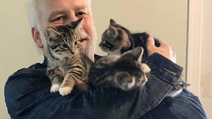 Illustration : L'adoption d'un chaton par une femme en entraîne 3 autres par un couple d'amis qui ne prévoyait pas d'être autre chose que famille d'accueil