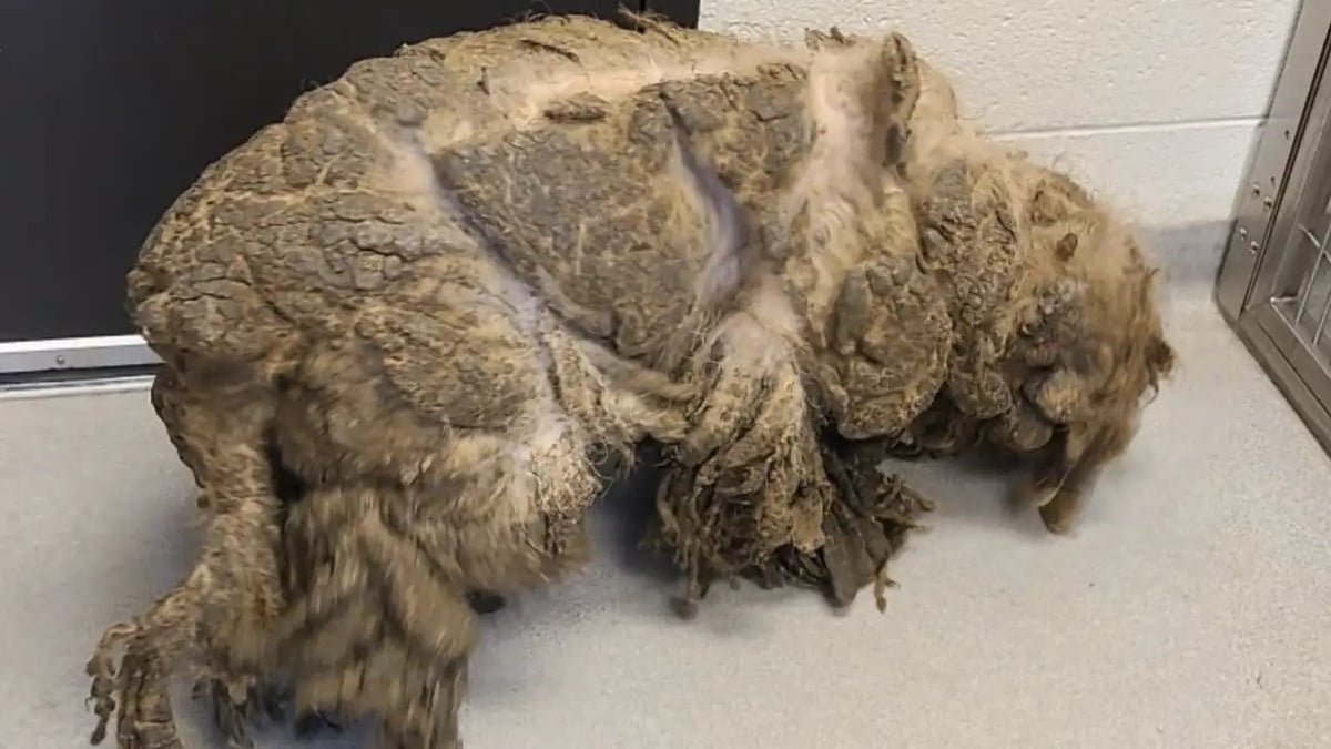 Illustration : "Ce Labradoodle ressemblant à un crustacé géant à cause de la négligence renoue avec sa beauté canine originelle et l'espoir après son sauvetage "