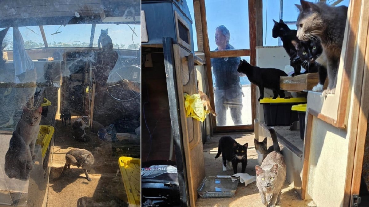 Illustration : "Vivant seuls sur un bateau dans des conditions déplorables, 23 chats reçoivent l’aide providentielle de sauveteurs"