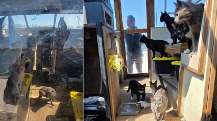 Illustration : Vivant seuls sur un bateau dans des conditions déplorables, 23 chats reçoivent l’aide providentielle de sauveteurs