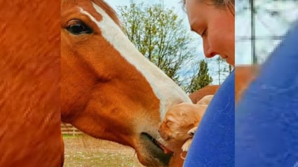 Illustration : Des chiots nouveau-nés en pleine découverte du monde sont présentés à des chevaux qui se prêtent gentiment au jeu (vidéo)