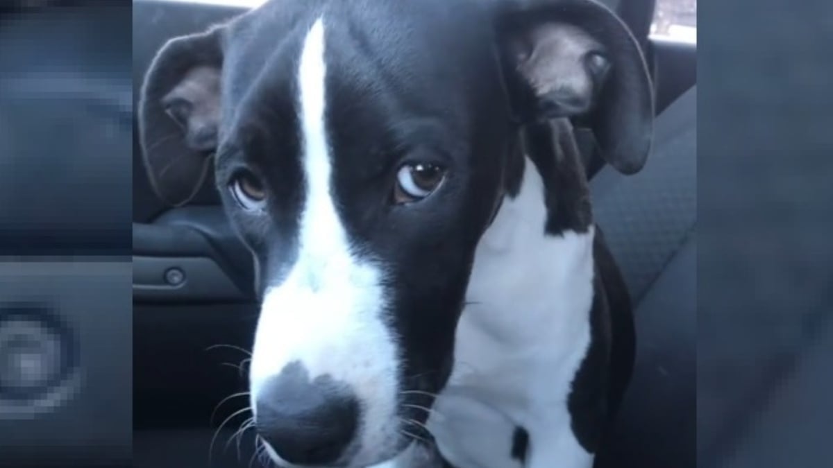 Illustration : "La tristesse d'une chienne lors d'un trajet en voiture qu'elle prend pour un nouvel abandon laisse place à la joie en découvrant la destination (vidéo)"