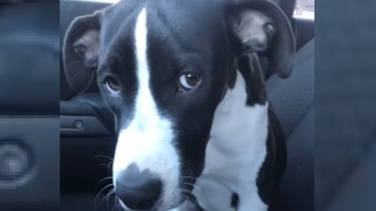 Illustration : La tristesse d'une chienne lors d'un trajet en voiture qu'elle prend pour un nouvel abandon laisse place à la joie en découvrant la destination (vidéo)