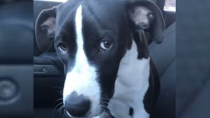 Illustration : "La tristesse d'une chienne lors d'un trajet en voiture qu'elle prend pour un nouvel abandon laisse place à la joie en découvrant la destination (vidéo)"