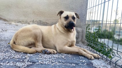 Illustration : Ce chien ayant toujours vécu en refuge espère rencontrer la personne qui lui fera découvrir le bonheur de la vie de famille