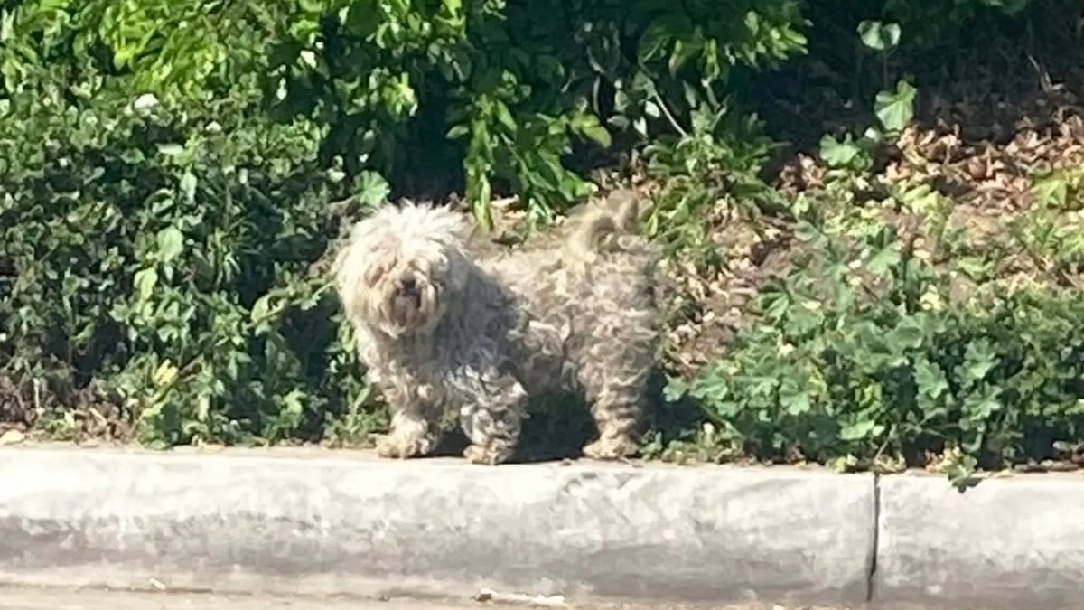 Illustration : "Cachés dans un épais buisson, ces 3 chiens ont échappé aux sauveteurs avant de pouvoir être réconfortés et soignés "