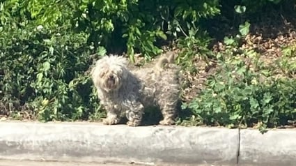 Illustration : Cachés dans un épais buisson, ces 3 chiens ont échappé aux sauveteurs avant de pouvoir être réconfortés et soignés 