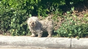 Illustration : "Cachés dans un épais buisson, ces 3 chiens ont échappé aux sauveteurs avant de pouvoir être réconfortés et soignés "
