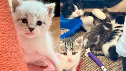 Illustration : Terrifiée par les humains, cette maman de 4 chatons a mis des semaines avant de s’autoriser à faire confiance