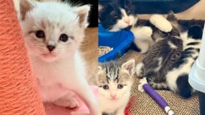 Illustration : "Terrifiée par les humains, cette maman de 4 chatons a mis des semaines avant de s’autoriser à faire confiance"