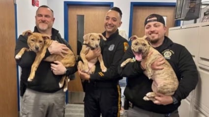 Illustration : Des policiers tombent sous le charme de chiots abandonnés amenés dans un seau au commissariat et décident de leur offrir un foyer pour toujours