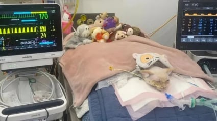 Illustration : Dépassée par le coût exorbitant de ses factures vétérinaires, cette jeune étudiante fait appel à la solidarité mondiale pour sauver son chat paralysé