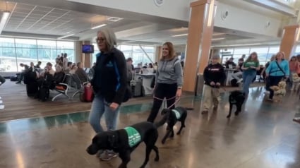 Illustration : Une quinzaine de joyeux Labradors apprenant le métier de chien guide d'aveugle prennent d'assaut un aéroport au grand bonheur des passagers 
