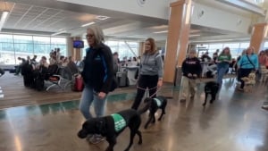 Illustration : "Une quinzaine de joyeux Labradors apprenant le métier de chien guide d'aveugle prennent d'assaut un aéroport au grand bonheur des passagers "