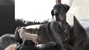 Illustration : "Les plus grand et plus petit chiens du monde se rencontrent dans un moment à la fois surréaliste et tendre (vidéo)"
