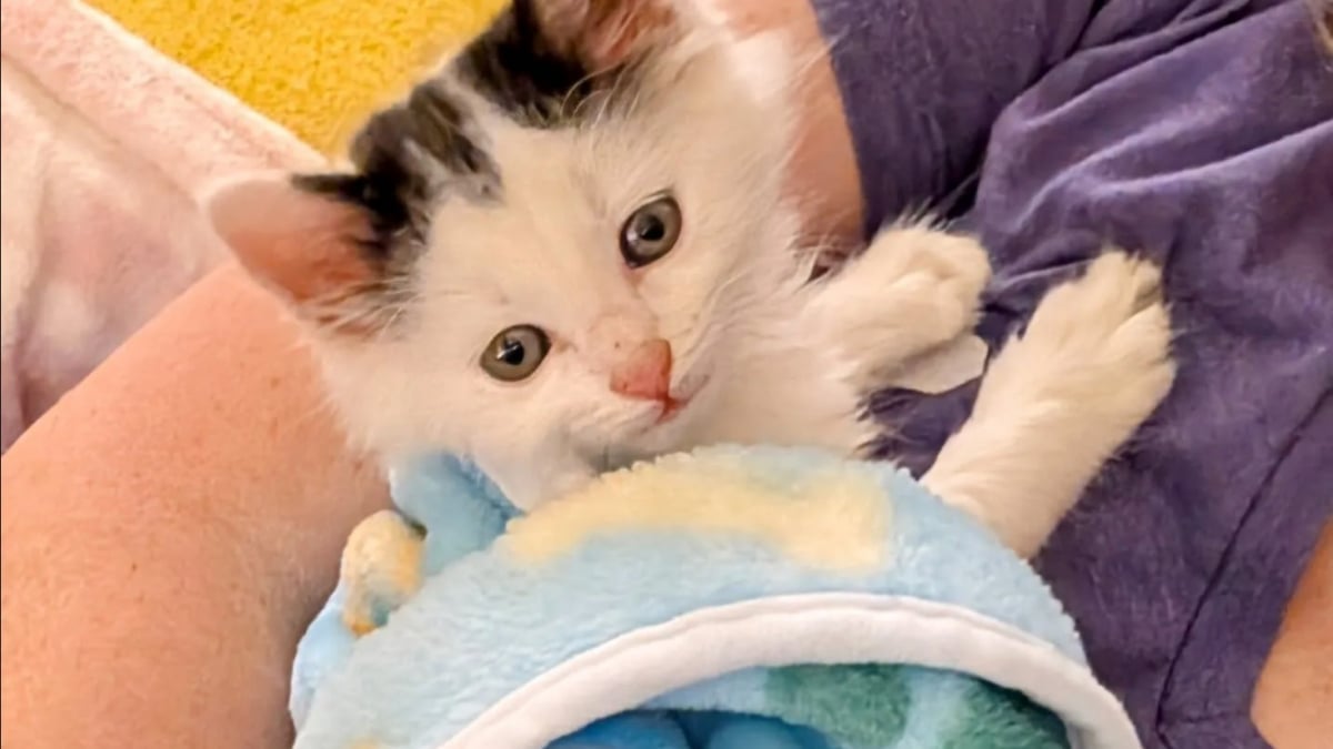 Illustration : "Abandonné au fond d’un refuge, ce chaton apeuré s’accroche au regard d’une bénévole venue le sauver"