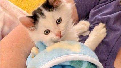 Illustration : Abandonné au fond d’un refuge, ce chaton apeuré s’accroche au regard d’une bénévole venue le sauver