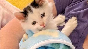 Illustration : "Abandonné au fond d’un refuge, ce chaton apeuré s’accroche au regard d’une bénévole venue le sauver"