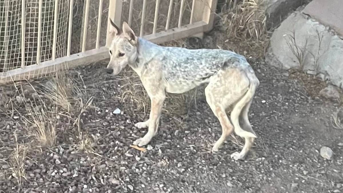 Illustration : "Elle pensait qu'un coyote errait dans son jardin, mais se rend compte de son erreur et décide d'aider l'animal (vidéo)"