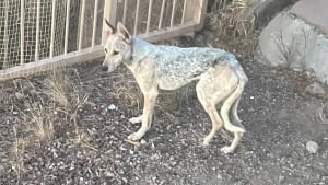 Illustration : "Elle pensait qu'un coyote errait dans son jardin, mais se rend compte de son erreur et décide d'aider l'animal (vidéo)"
