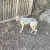 Illustration : Elle pensait qu'un coyote errait dans son jardin, mais se rend compte de son erreur et décide d'aider l'animal (vidéo)