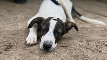 Illustration : Arrivé au refuge quand il était tout petit, ce gentil chien n’a jamais reçu de demande d’adoption en 3 ans