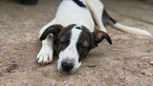 Illustration : "Arrivé au refuge quand il était tout petit, ce gentil chien n’a jamais reçu de demande d’adoption en 3 ans"