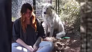 Illustration : "Après n'avoir connu que la vie en refuge et endeuillé par la perte de son meilleur ami, ce chien passe 5 mois à se méfier de sa sauveuse avant d'accepter ses caresses (vidéo)"