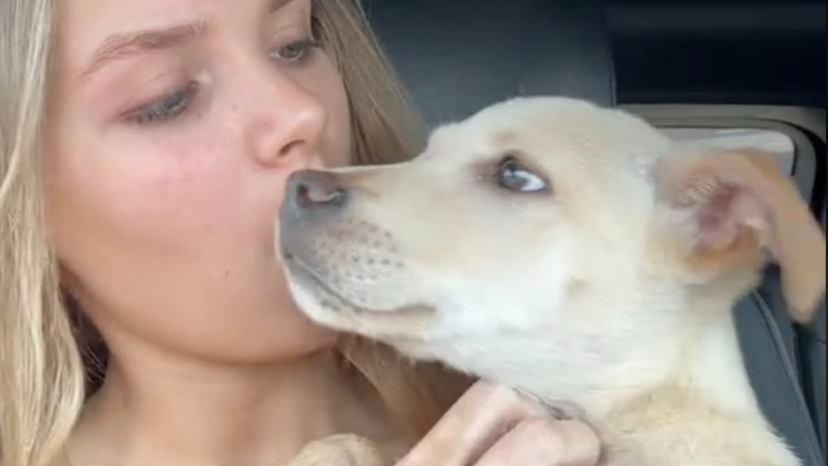 Illustration : "En voyant un chiot être jeté d’une voiture en marche, une jeune femme horrifiée sait parfaitement comment réagir (vidéo)"