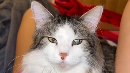 Illustration : Longtemps délaissé parce qu’il était borgne et âgé, un chat câlin trouve enfin le foyer de ses rêves (vidéo)