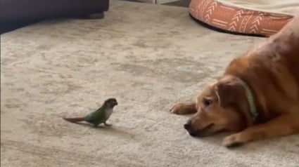 Illustration : Très liés malgré leur différence, ce Golden Retriever et ce petit oiseau exotique font une formidable démonstration de leur amitié (vidéo)