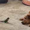 Illustration : Tr&egrave;s li&eacute;s malgr&eacute; leur diff&eacute;rence, ce Golden Retriever et ce petit oiseau exotique font une formidable d&eacute;monstration de leur amiti&eacute; (vid&eacute;o)