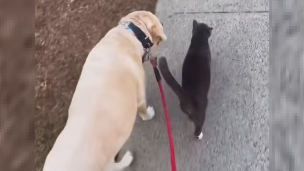 Illustration : "Tous les matins, ce chat tient à rejoindre les chiens de la voisine pour les accompagner en promenade (vidéo)"