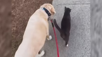 Illustration : Tous les matins, ce chat tient à rejoindre les chiens de la voisine pour les accompagner en promenade (vidéo)