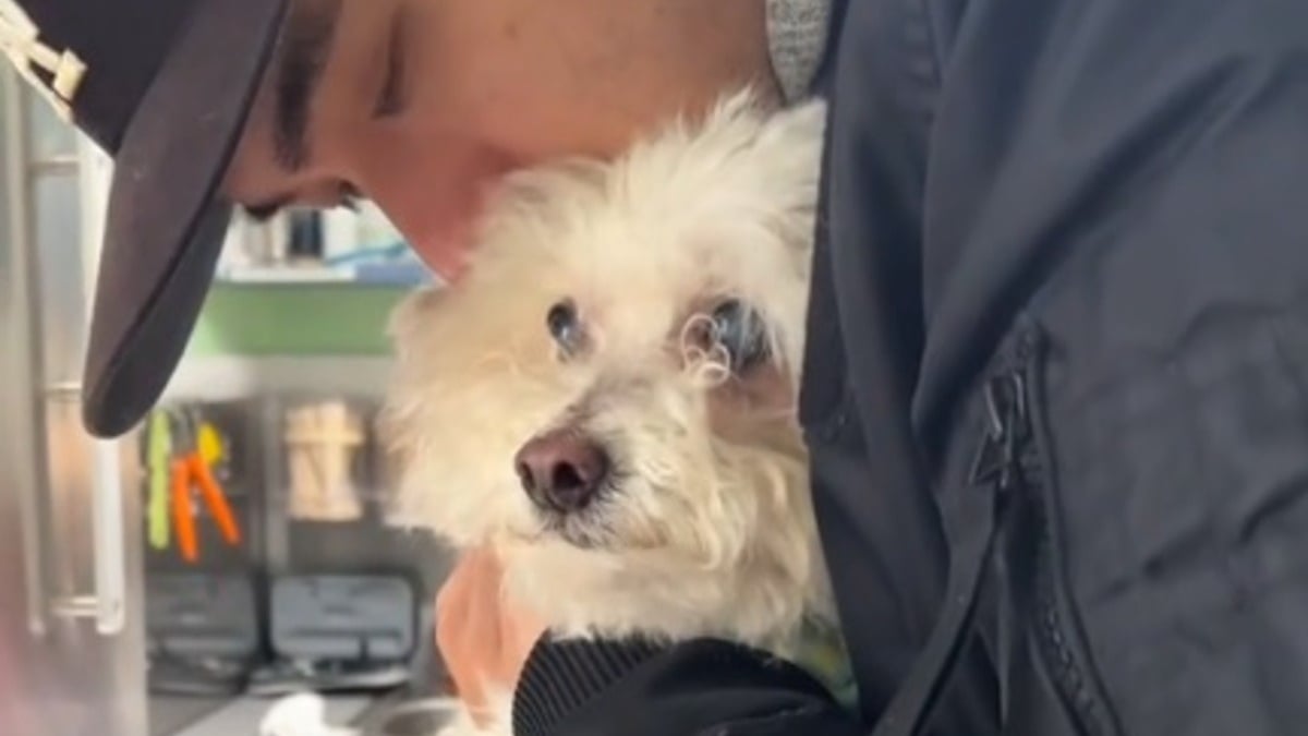 Illustration : "Il a passé 10 ans enfermé dans un sous-sol, aujourd’hui ce chien de 14 ans vit une vie pleine de bonheur (vidéo)"