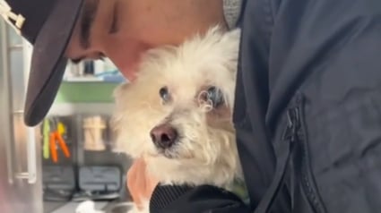Illustration : Il a passé 10 ans enfermé dans un sous-sol, aujourd’hui ce chien de 14 ans vit une vie pleine de bonheur (vidéo)