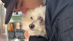 Illustration : "Il a passé 10 ans enfermé dans un sous-sol, aujourd’hui ce chien de 14 ans vit une vie pleine de bonheur (vidéo)"